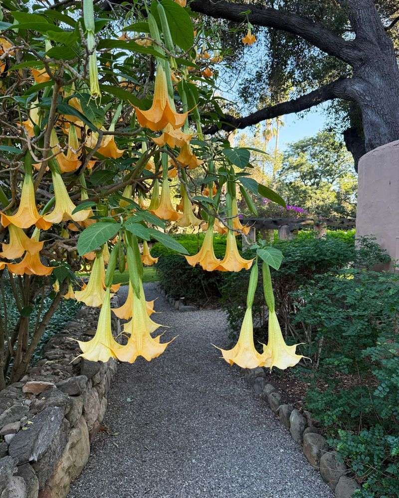 Huge Dangling Blossoms Peak In Late Summer And Fall Huge Dangling Blossoms Peak In Late Summer And Fall