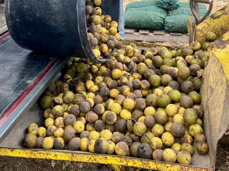 Hulling Stations Across Missouri That Buy By The Pound