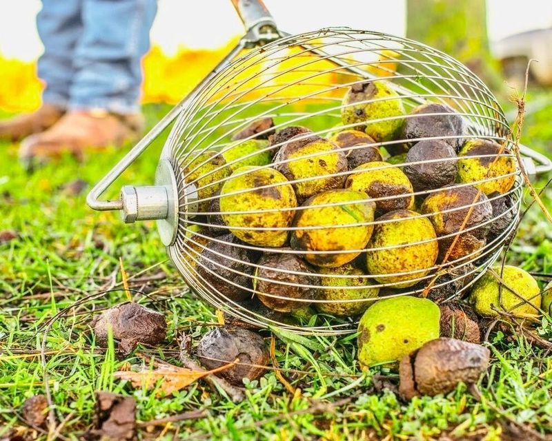 Hulling Stations Pay Real Dollars For Backyard Harvests