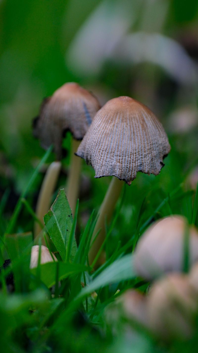 Humid Virginia Nights Feed Fungus