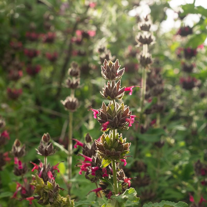 Hummingbird Sage Fills Your Shady Corners