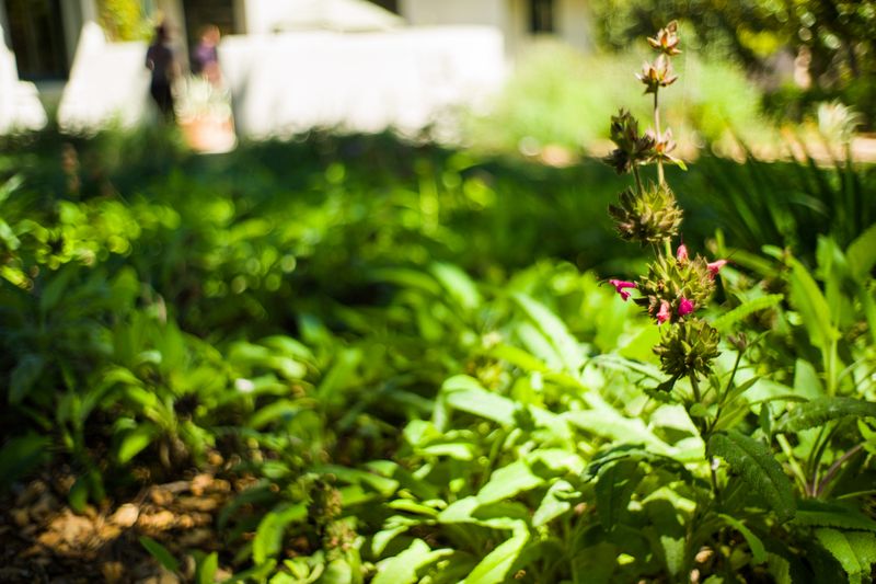 Hummingbird Sage Greens Up In Shade