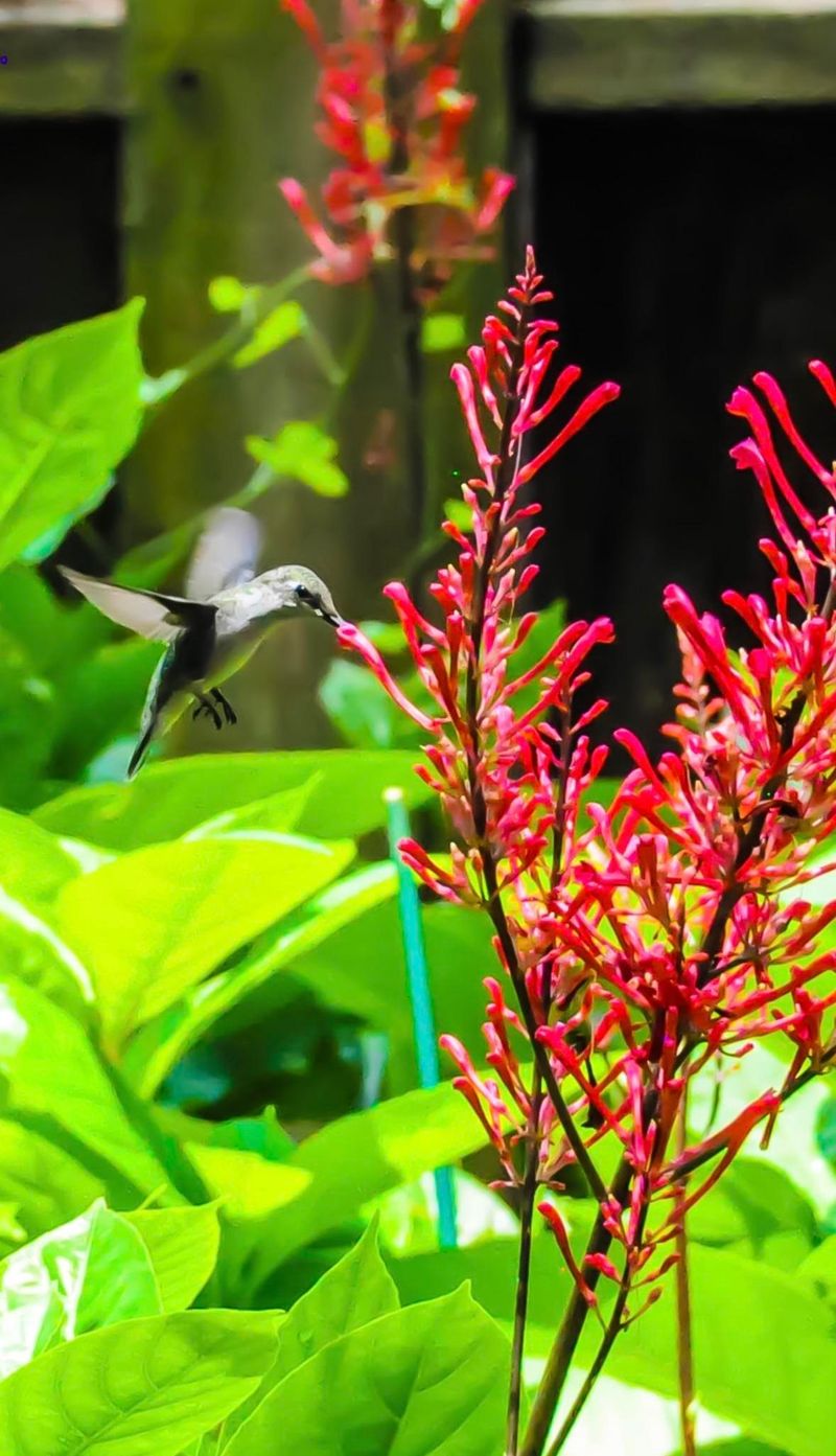 Hummingbirds Passing Through Make Good Use Of The Tubular Blooms Hummingbirds Passing Through Make Good Use Of The Tubular Blooms