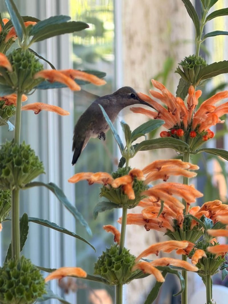 Hummingbirds Seek Out The Tubular Flowers Late In The Season Hummingbirds Seek Out The Tubular Flowers Late In The Season