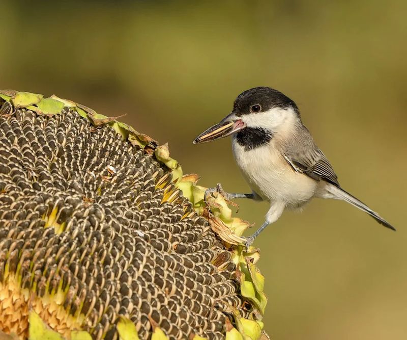 Hungry Birds Got A Seed Buffet Hungry Birds Got A Seed Buffet