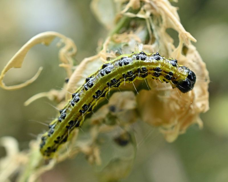 Hungry Caterpillars Can Strip A Boxwood Bare