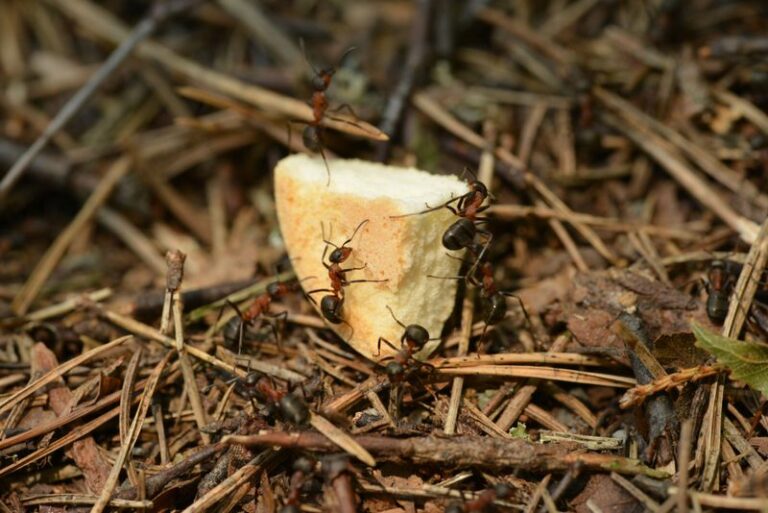 This Is The Last Chance To Bait Alabama Fire Ants Before Fall Ends