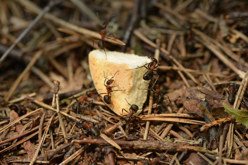 Hungry Colonies Still Forage Before The Cold Arrives