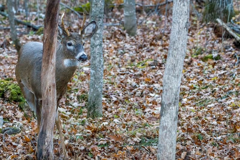 Hungry Deer Can Nibble Tender Bark Hungry Deer Can Nibble Tender Bark