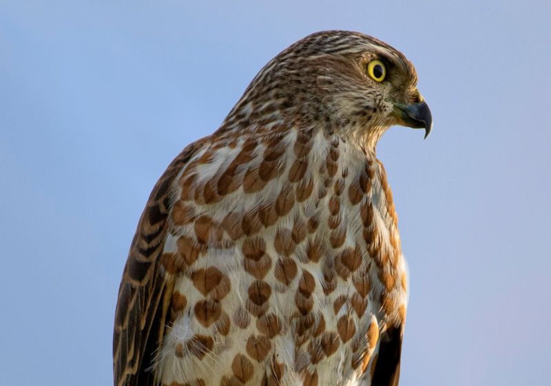 Hungry Falcons and Hawks Hate Those Shape-Shifting Starling Flocks