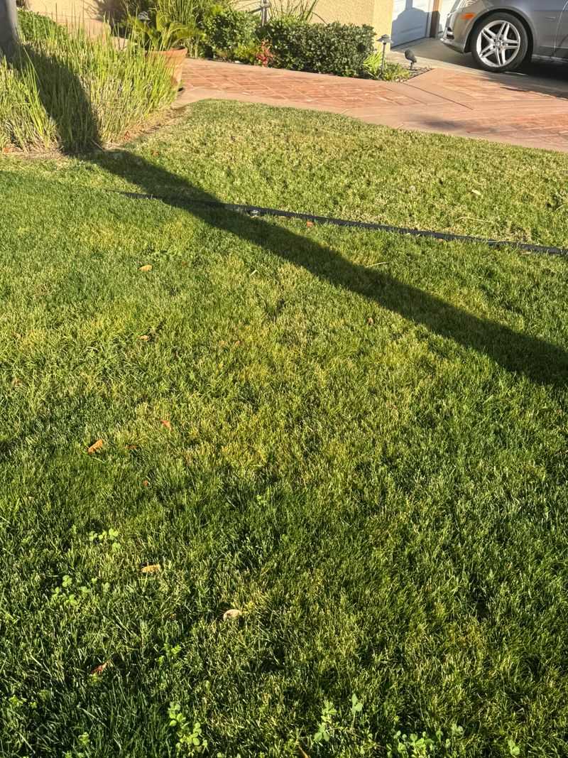 Hungry Grass Turns Pale Yellow Overall Hungry Grass Turns Pale Yellow Overall