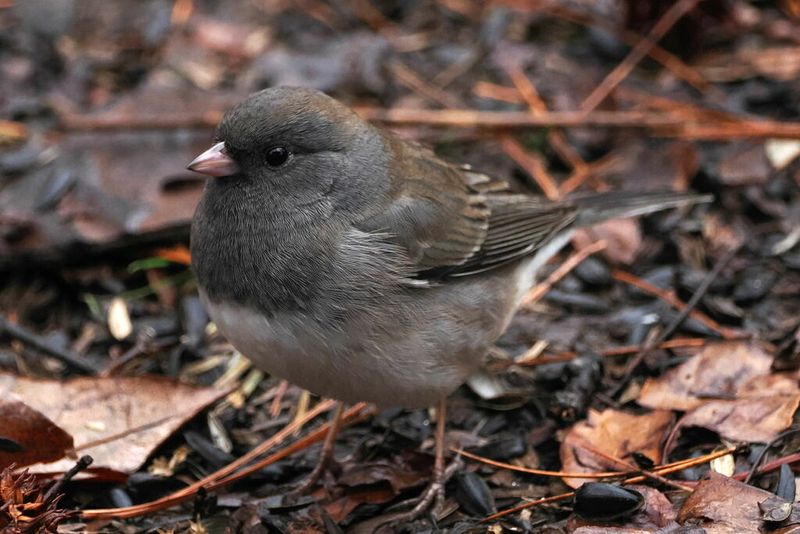 Hungry Songbirds Love A Leafy Buffet Hungry Songbirds Love A Leafy Buffet