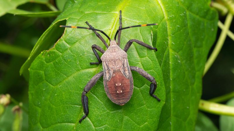 Hunt Leaffooted Bugs Hiding On Ripening Satsumas