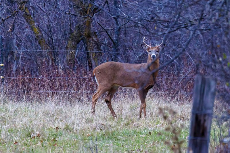 Hunting Season Pressure Pushes Deer Into Quiet Neighborhoods