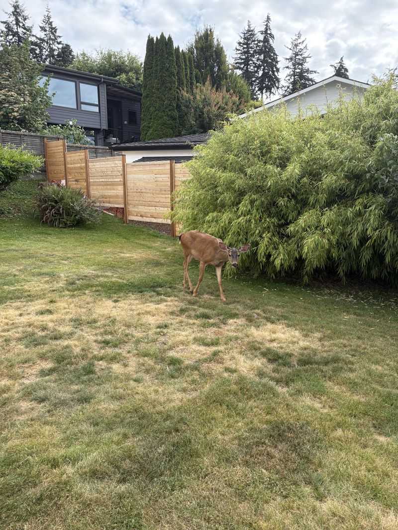 Hunting Season Pressure Sends Deer To Safe Yards
