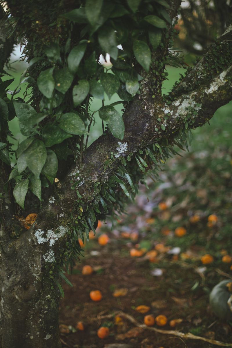 Hurricane Winds Drop Satsumas Early Hurricane Winds Drop Satsumas Early