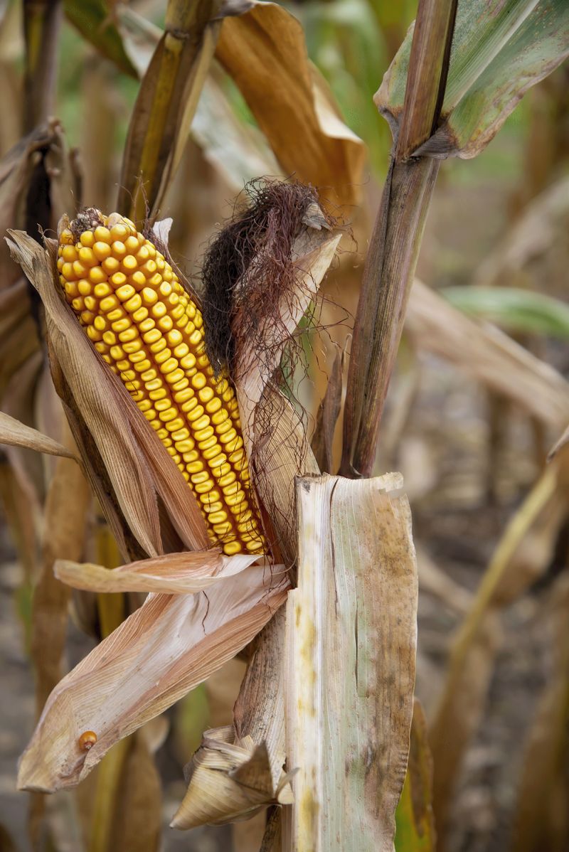 Husk Thickness Reflects The Growing Season, Not The Winter Ahead