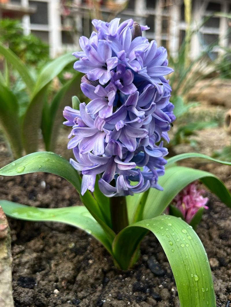 Hyacinths