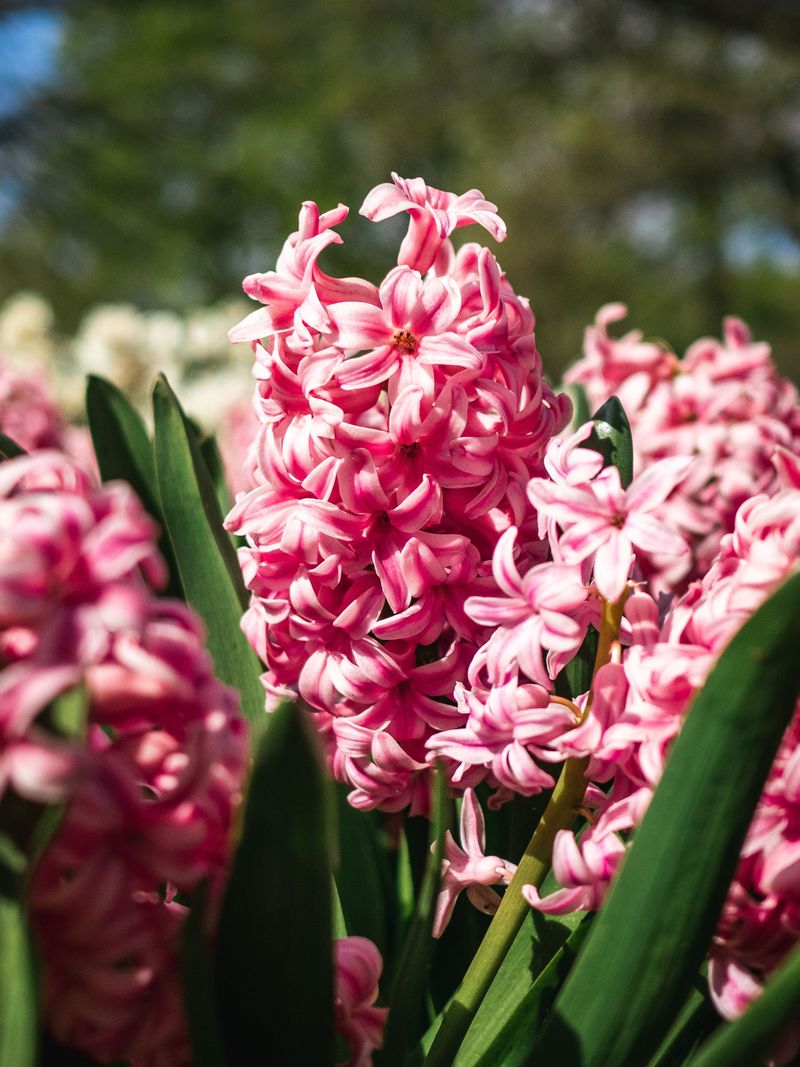 Hyacinths Bringing Sweet Spring Perfume