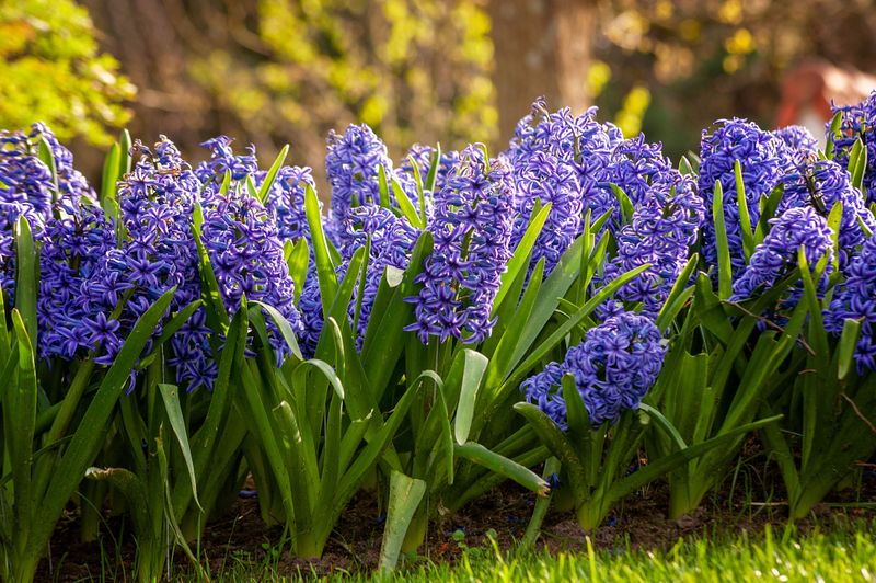 Hyacinths Fill The Air With Sweet Perfume