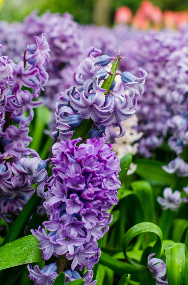 Hyacinths For Bold, Fragrant Color Hyacinths For Bold, Fragrant Color