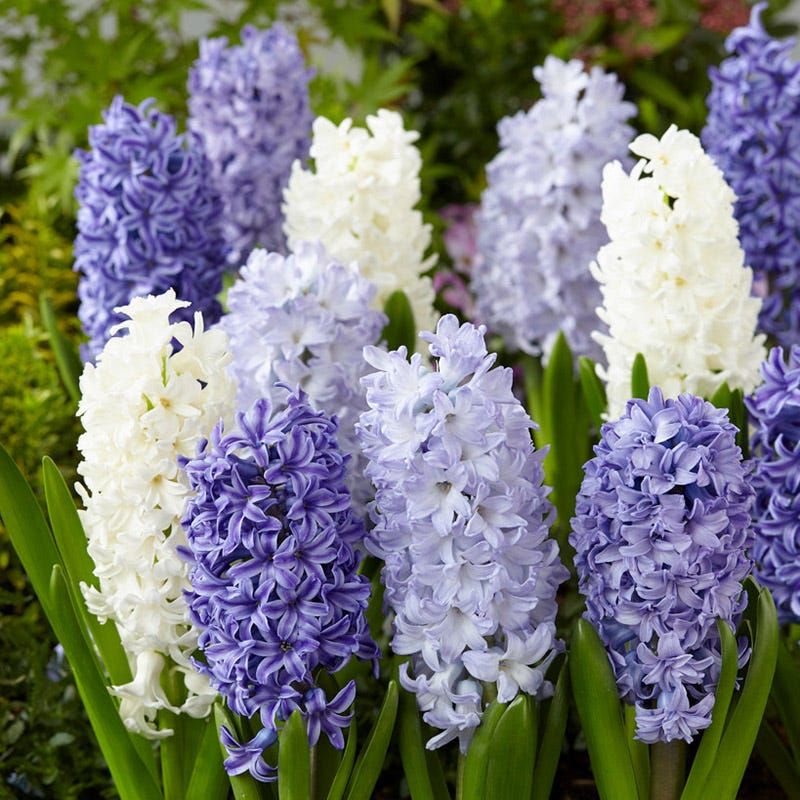 Hyacinths For Fragrance By The Front Door Hyacinths For Fragrance By The Front Door