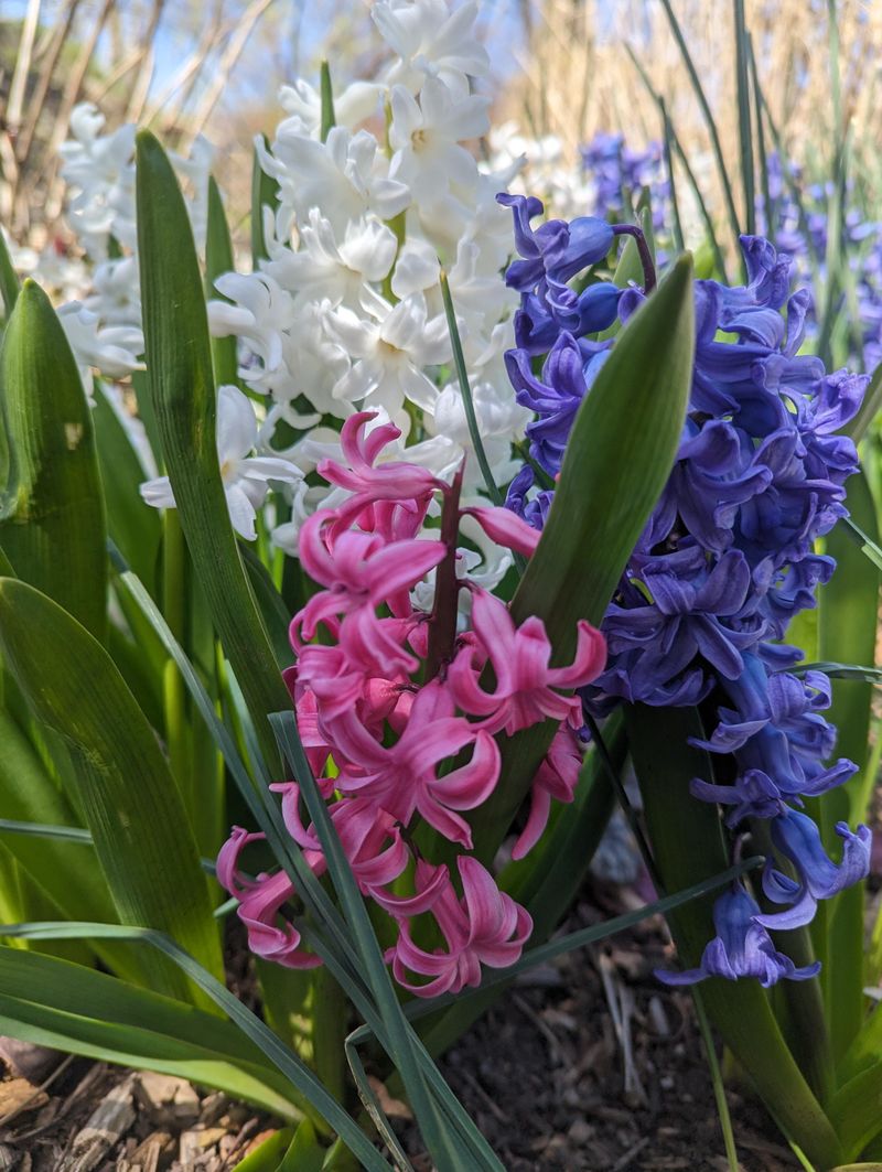 Hyacinths For That Unmistakable Sweet Scent Hyacinths For That Unmistakable Sweet Scent