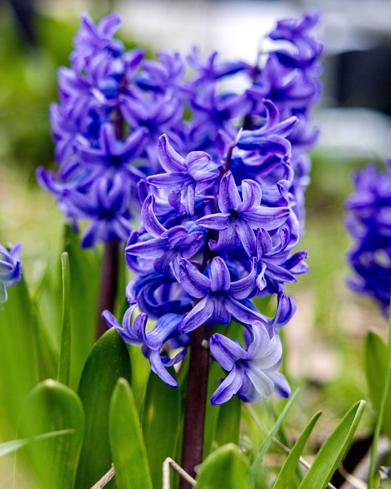 Hyacinths Hyacinths