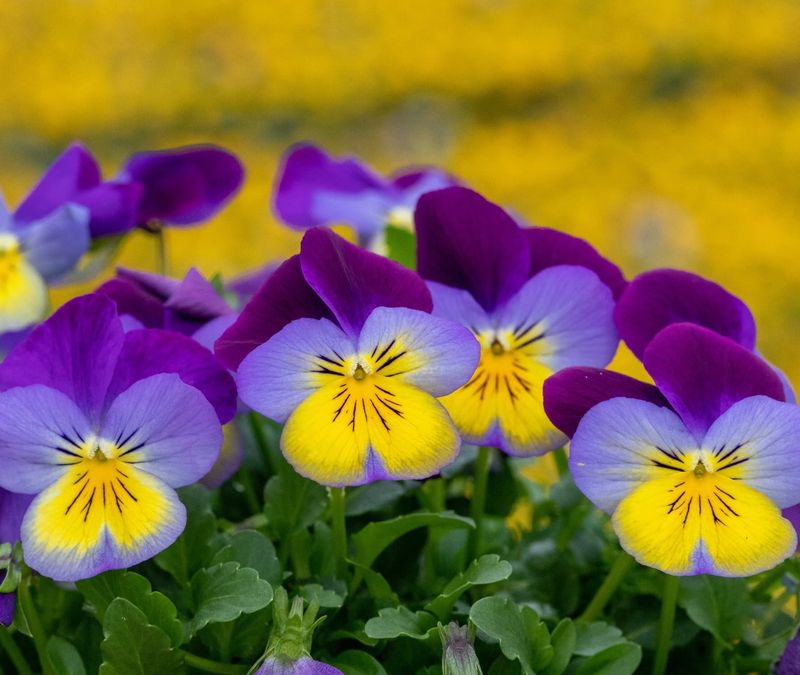 Hybrid Types Offer A Middle Ground