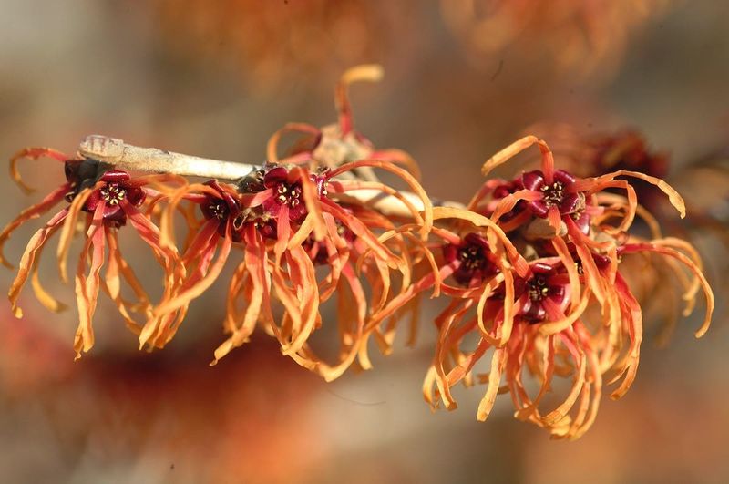 Hybrid Witch Hazels Take Over In Late Winter