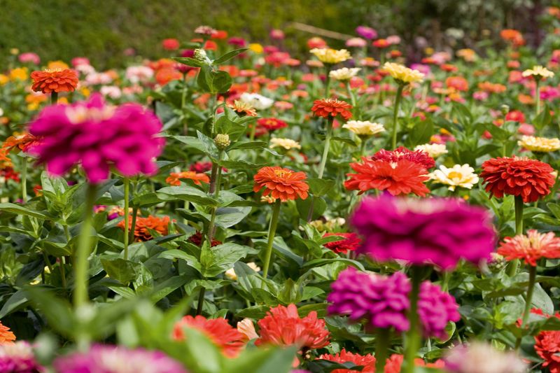 Hybrid Zinnias Might Surprise You With Totally New Colors