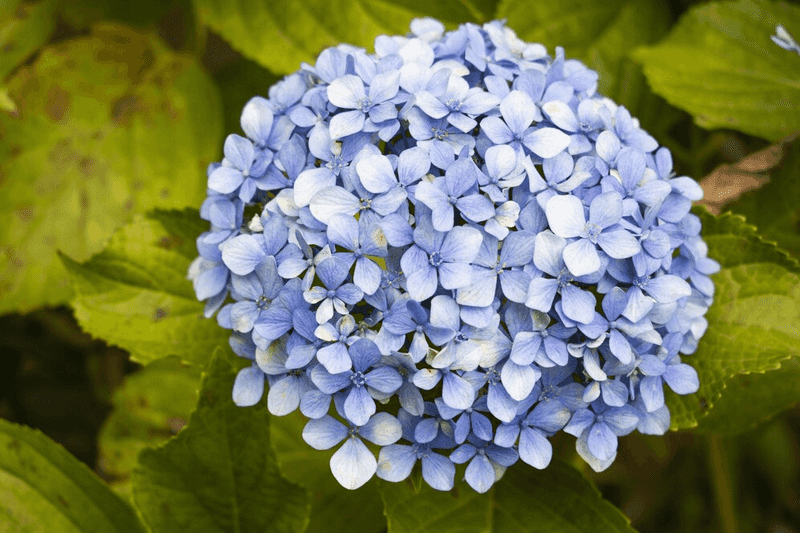 Hydrangea, Once Linked To Unmarried Daughters Hydrangea, Once Linked To Unmarried Daughters
