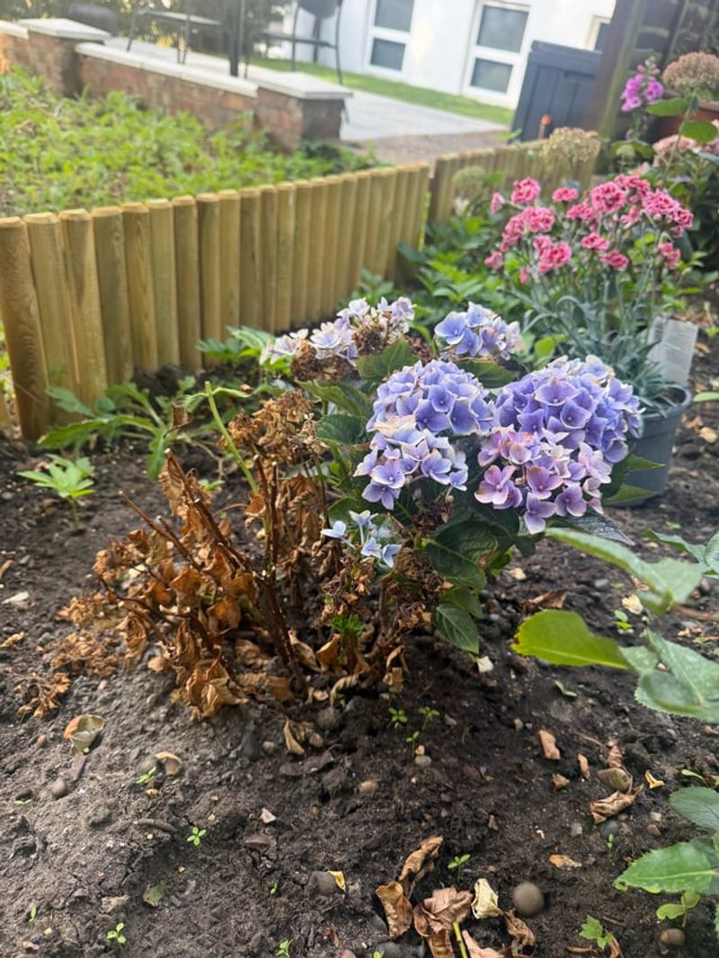 Hydrangeas Once Their Leaves Drop Hydrangeas Once Their Leaves Drop