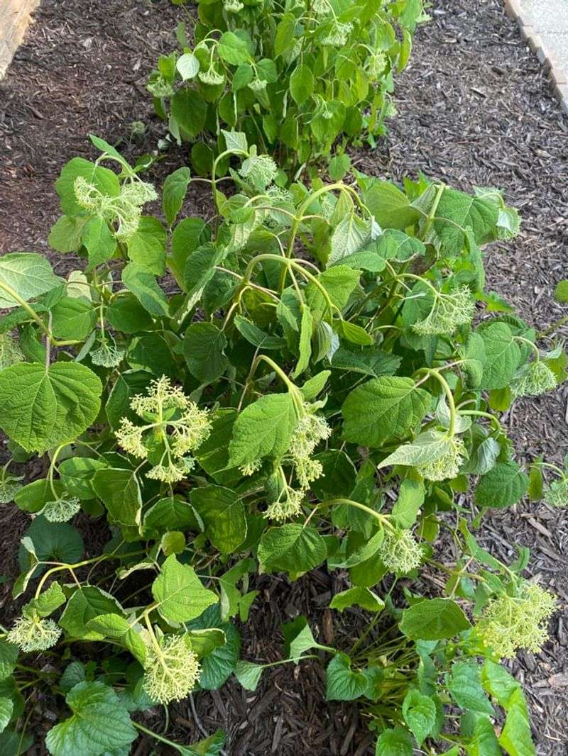 Hydrangeas Wilt Fast Without Water Hydrangeas Wilt Fast Without Water