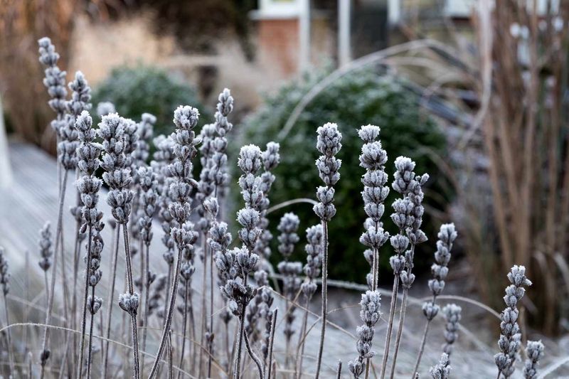 Ice Crystals Wreck Tender Leaves And Stems