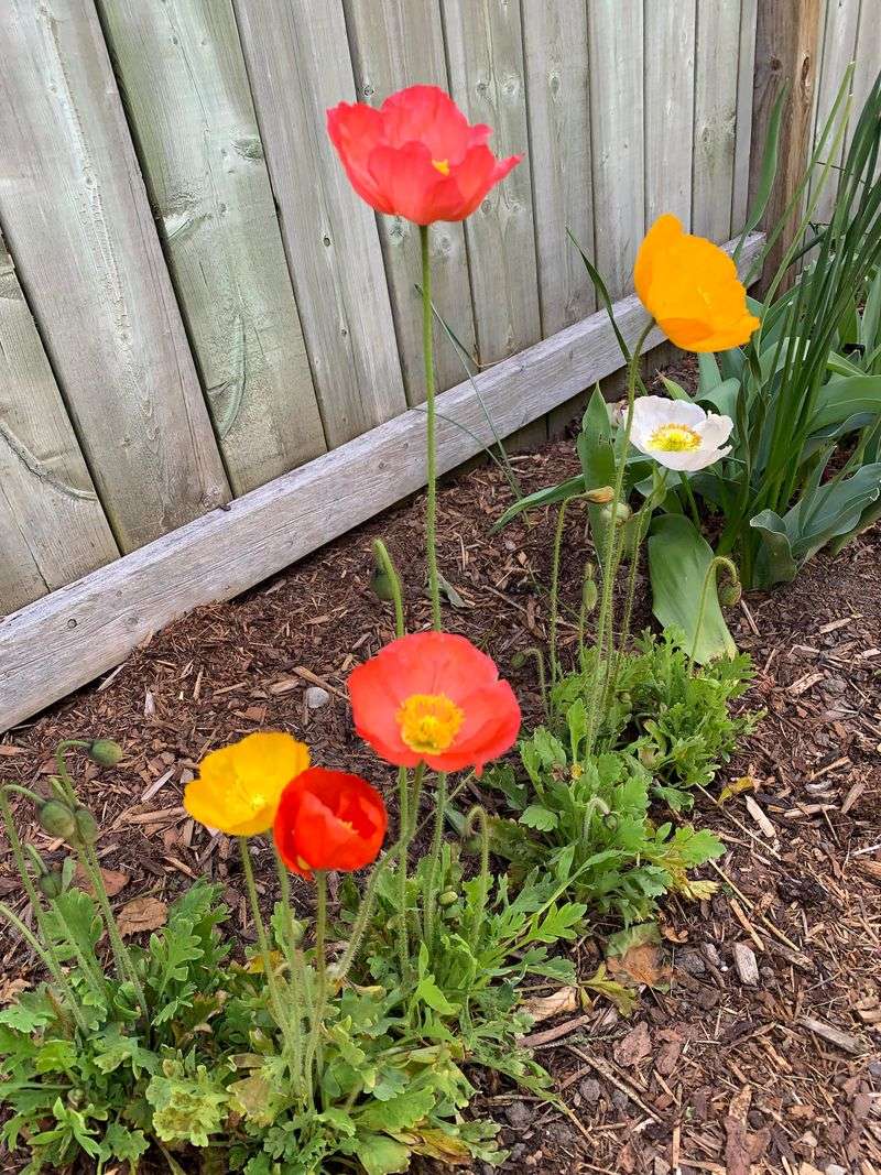 Iceland Poppies Planted This Fall Bring Color In The Cool Season