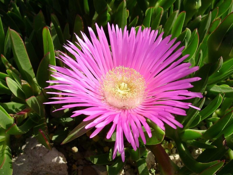 Iceplant Spreads Across Coastal Slopes