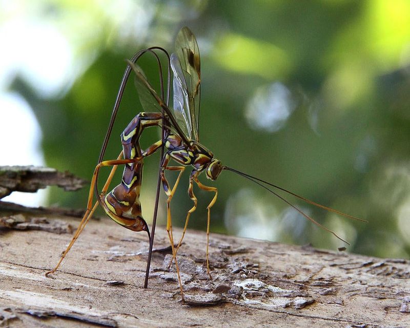 Ichneumon Wasps Search Out Hidden Larvae