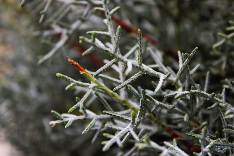 Icy Wind Pulls Moisture From Exposed Juniper Branches Icy Wind Pulls Moisture From Exposed Juniper Branches