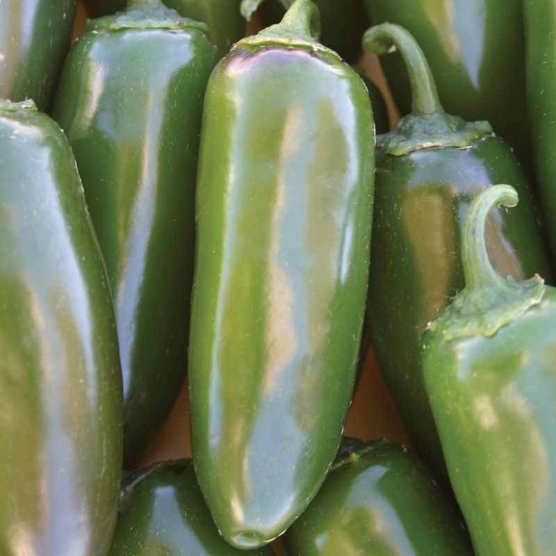 Ideal Harvest Size Sits Around 3 Inches Ideal Harvest Size Sits Around 3 Inches