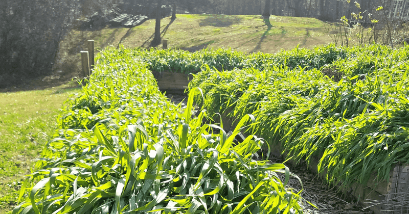 Ideal October Sowing Dates Across North Carolina Regions Ideal October Sowing Dates Across North Carolina Regions