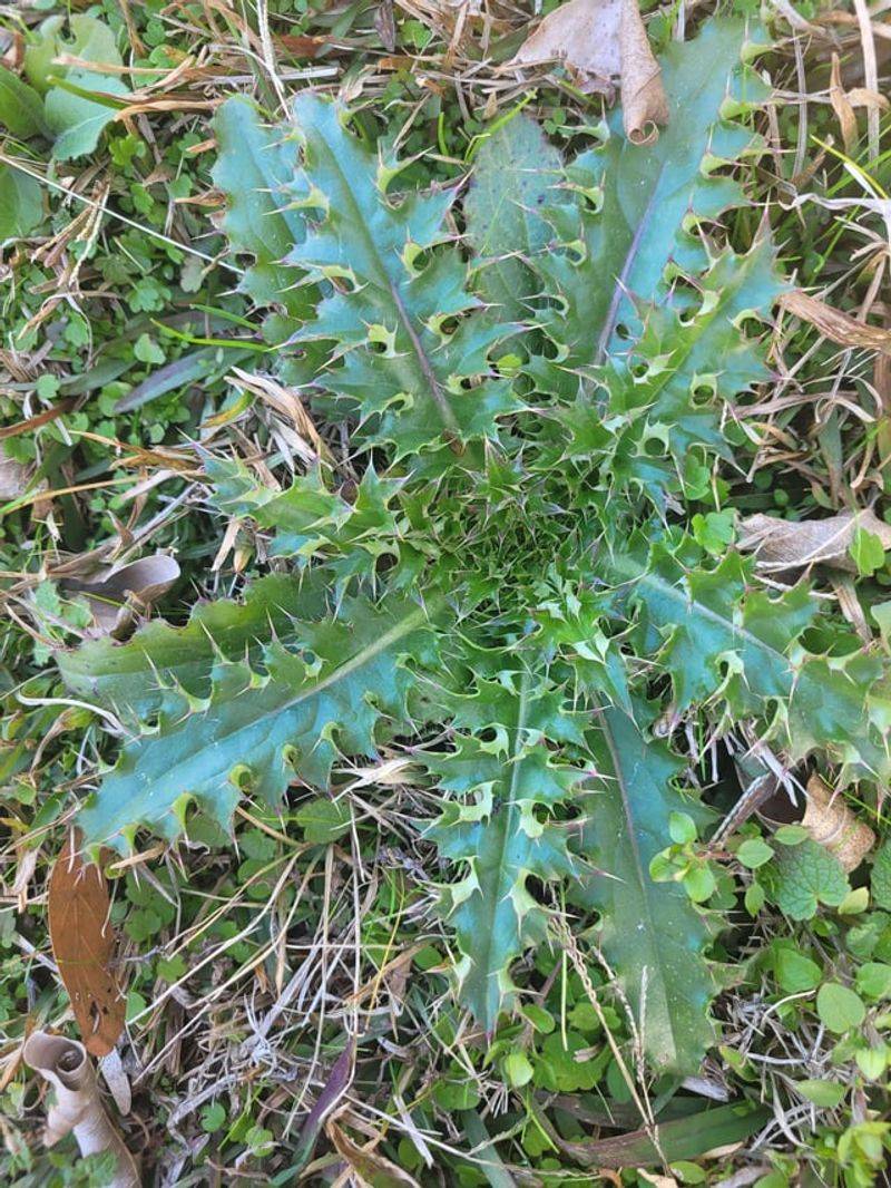 Identification Marks Of The Flat Rosette