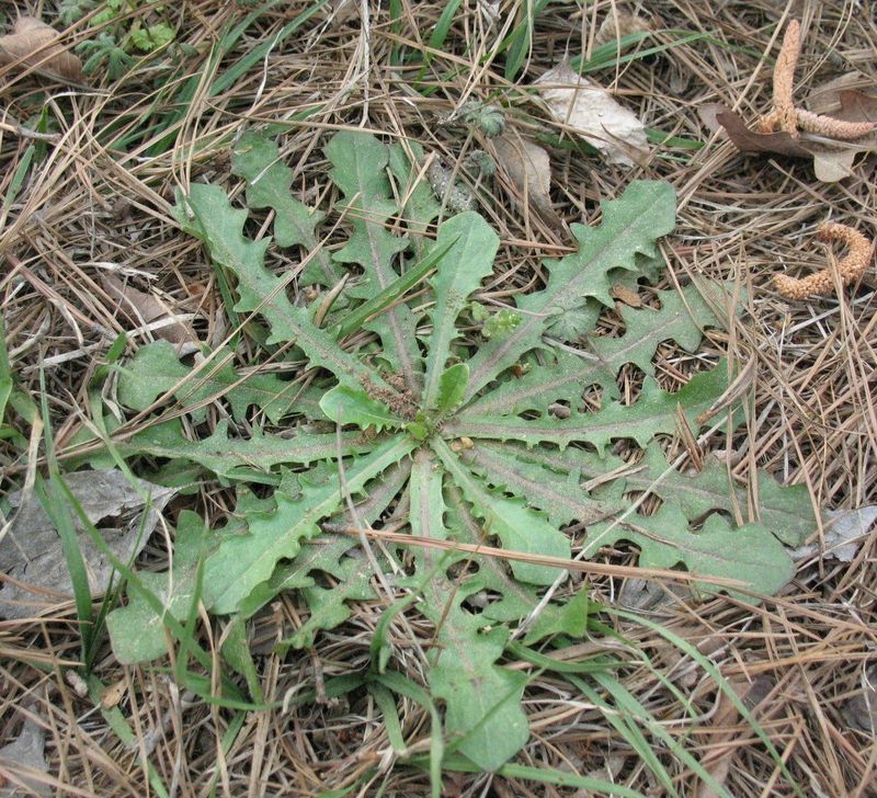 Identify and harvest greens with care