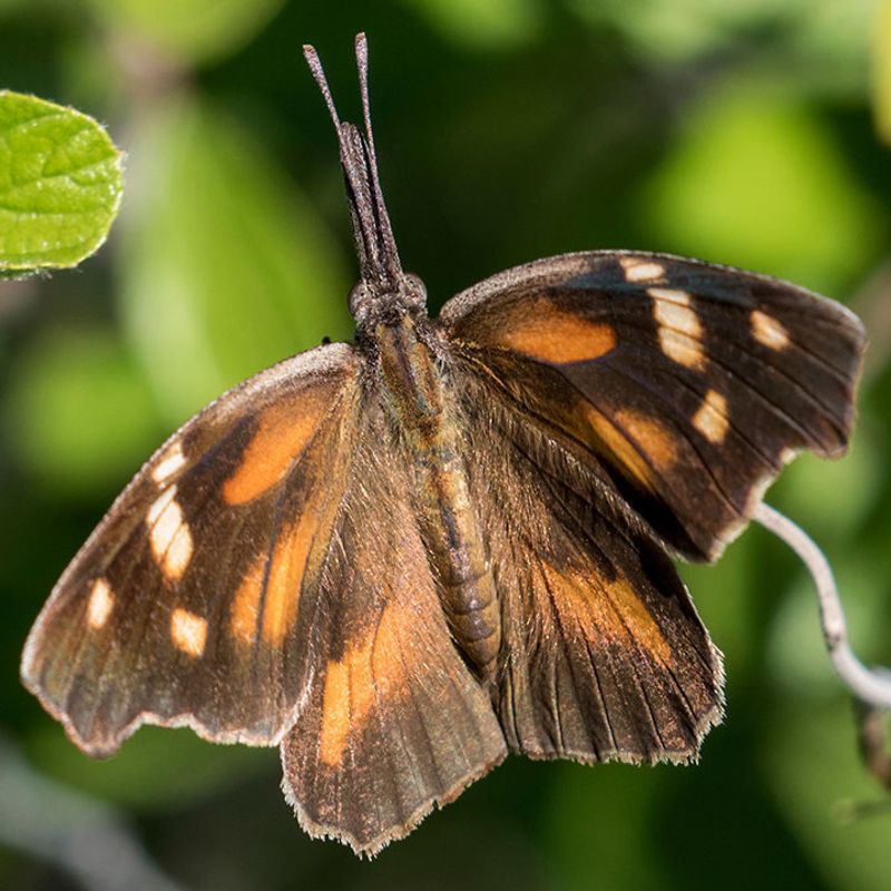 Identify the butterflies before naming the event