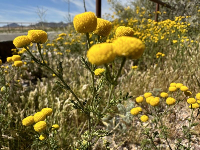 Identify the plant before choosing a response Identify the plant before choosing a response