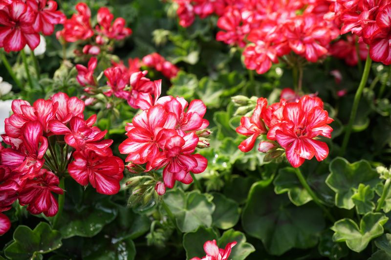 Identify the plant before you take cuttings