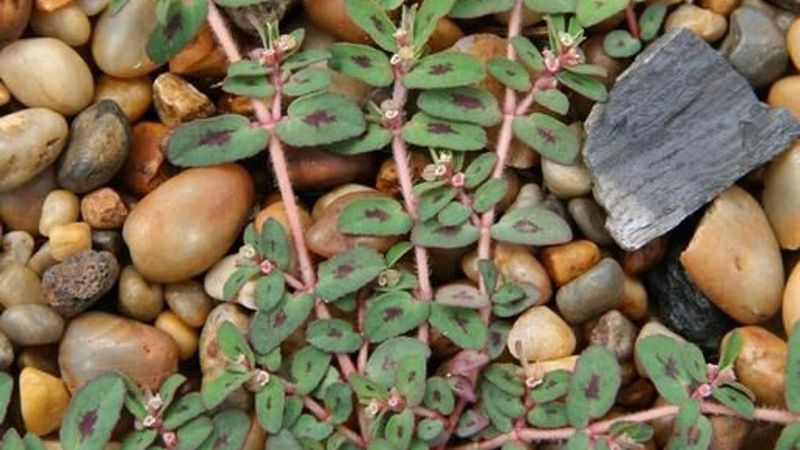 Identify the spurge before choosing a fix Identify the spurge before choosing a fix