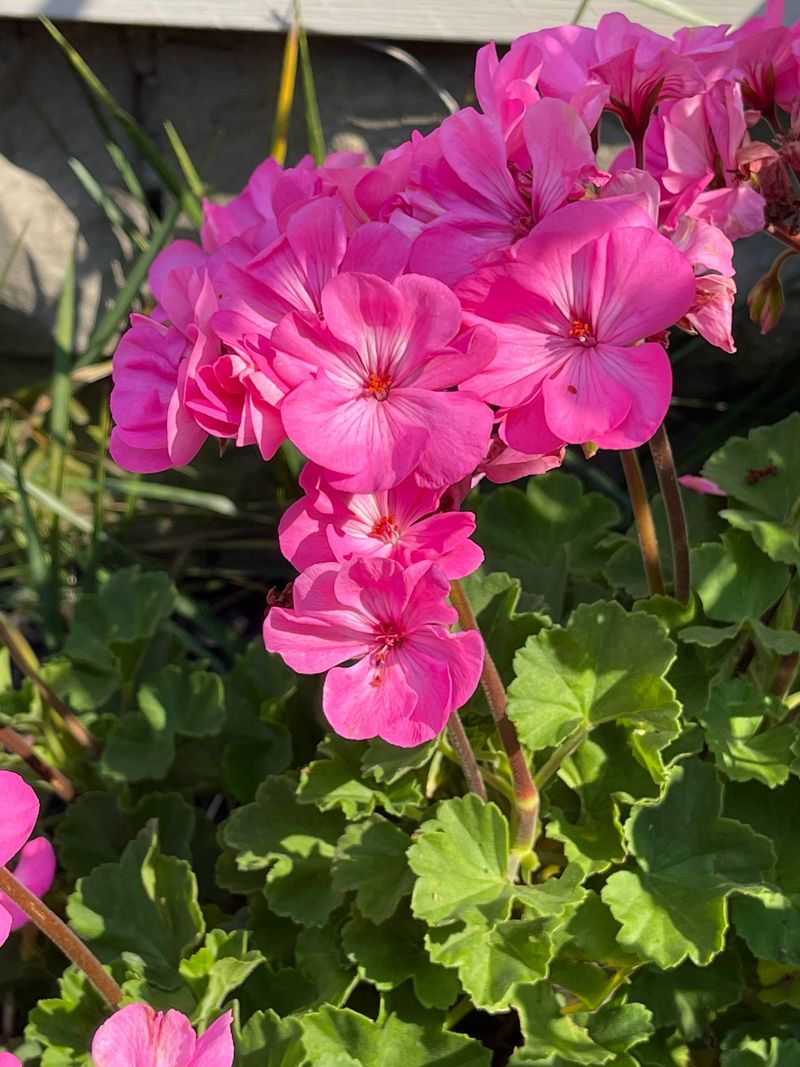 Identify which “geranium” you have
