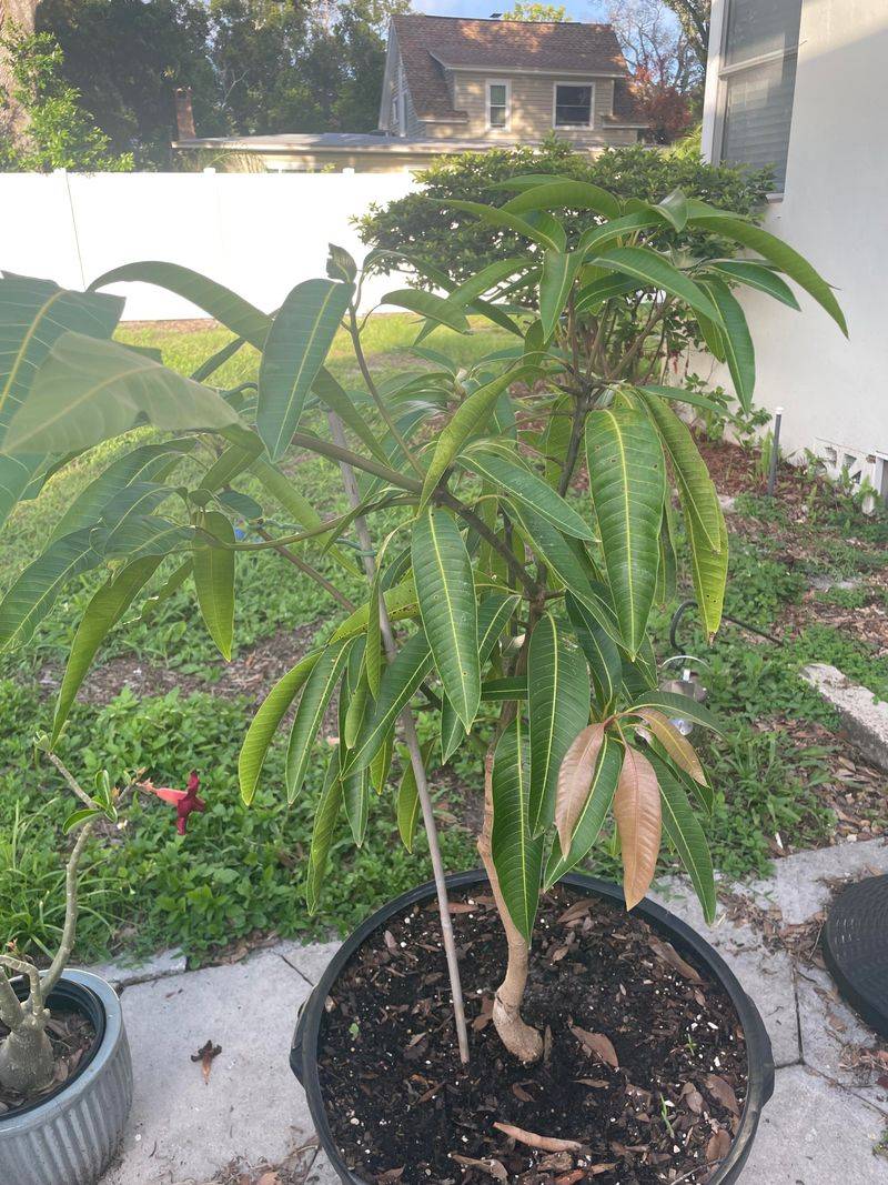 If Harvest Ends In July, Prune In July