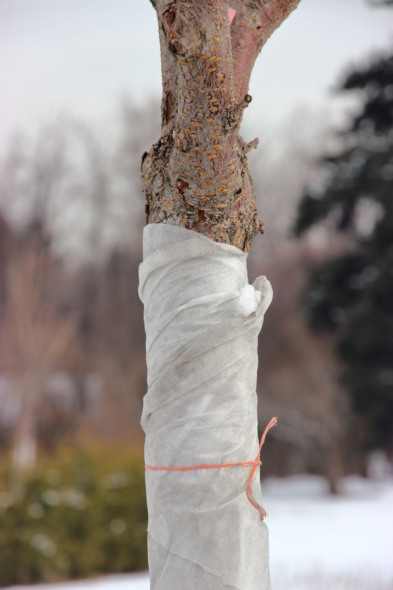 If You Do Wrap, Wait Until Late Fall If You Do Wrap, Wait Until Late Fall
